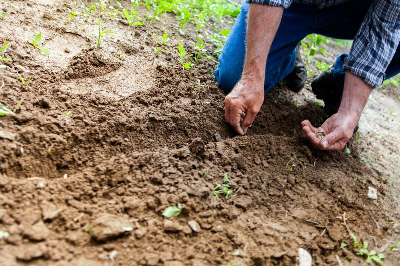 gardening-tips-laurel-leaf-networking-blogs